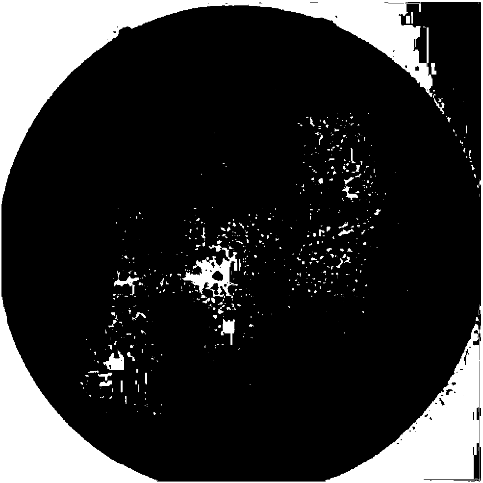 Method for rapidly establishing Cas9 dual-element expression carrier library of paired sg RNA