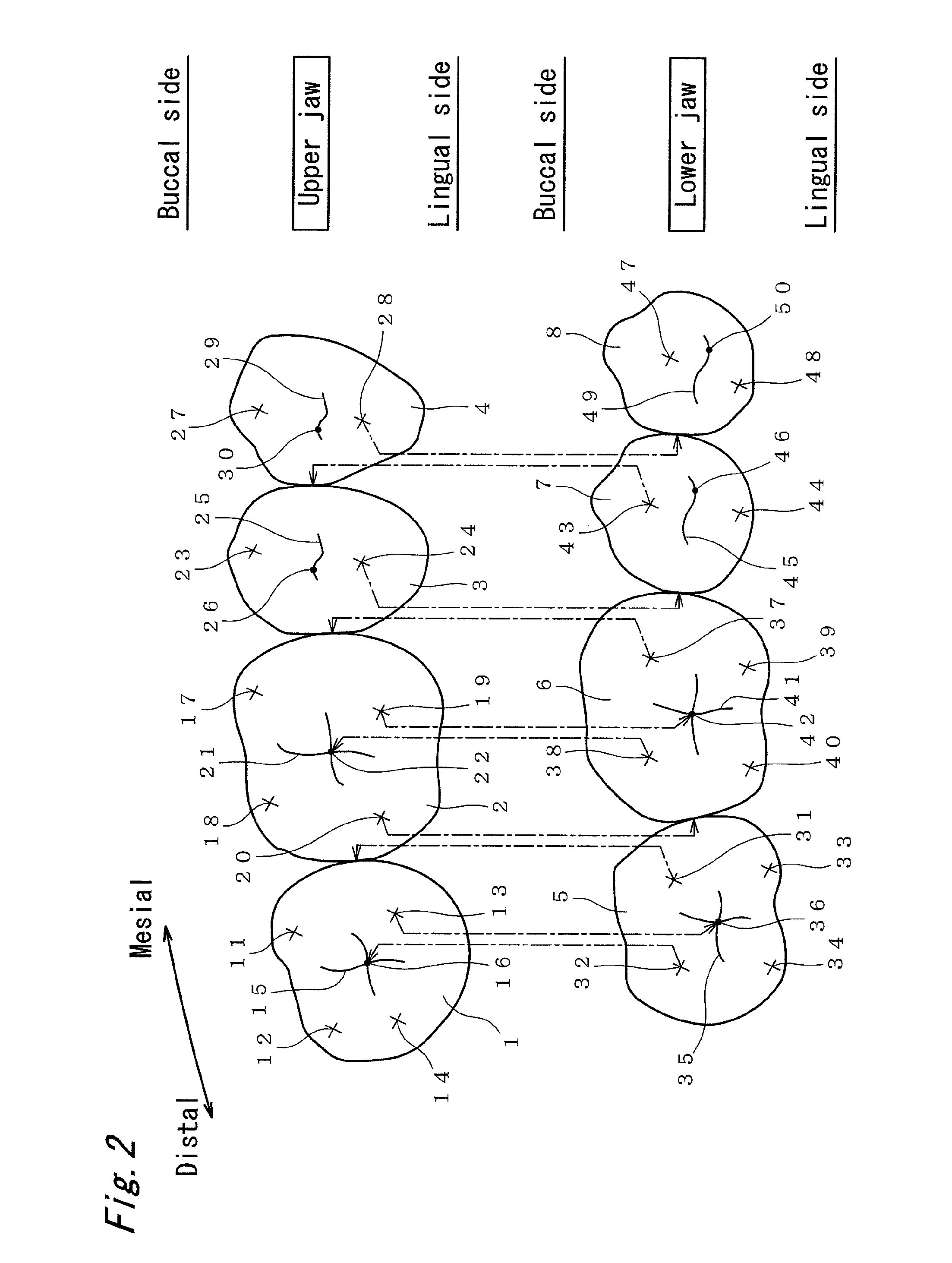 Artificial molar teeth