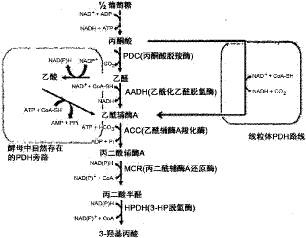 Recombinant yeast producing 3-hydroxypropionic acid and method for producing 3-hydroxypropionic acid using the same