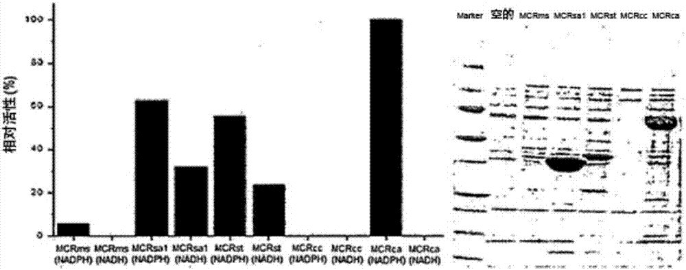 Recombinant yeast producing 3-hydroxypropionic acid and method for producing 3-hydroxypropionic acid using the same