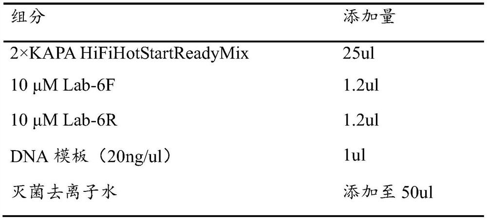 Amplification primer pair for lactic acid bacteria sequencing, lactic acid bacteria species identification method and application