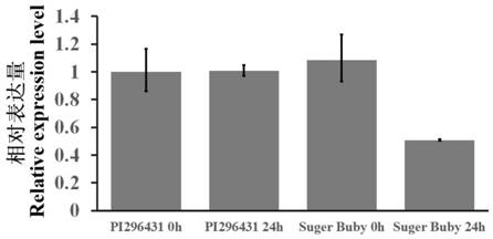 Wilt-resistant PHD transcription factor ClPHD23 as well as gene, expression vector, transformant and application thereof