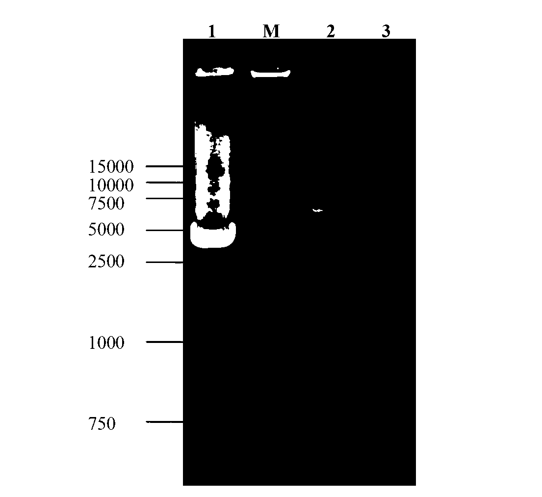 Porcine O-type foot-and-mouth disease virus recombinant baculovirus as well as preparation method and application thereof