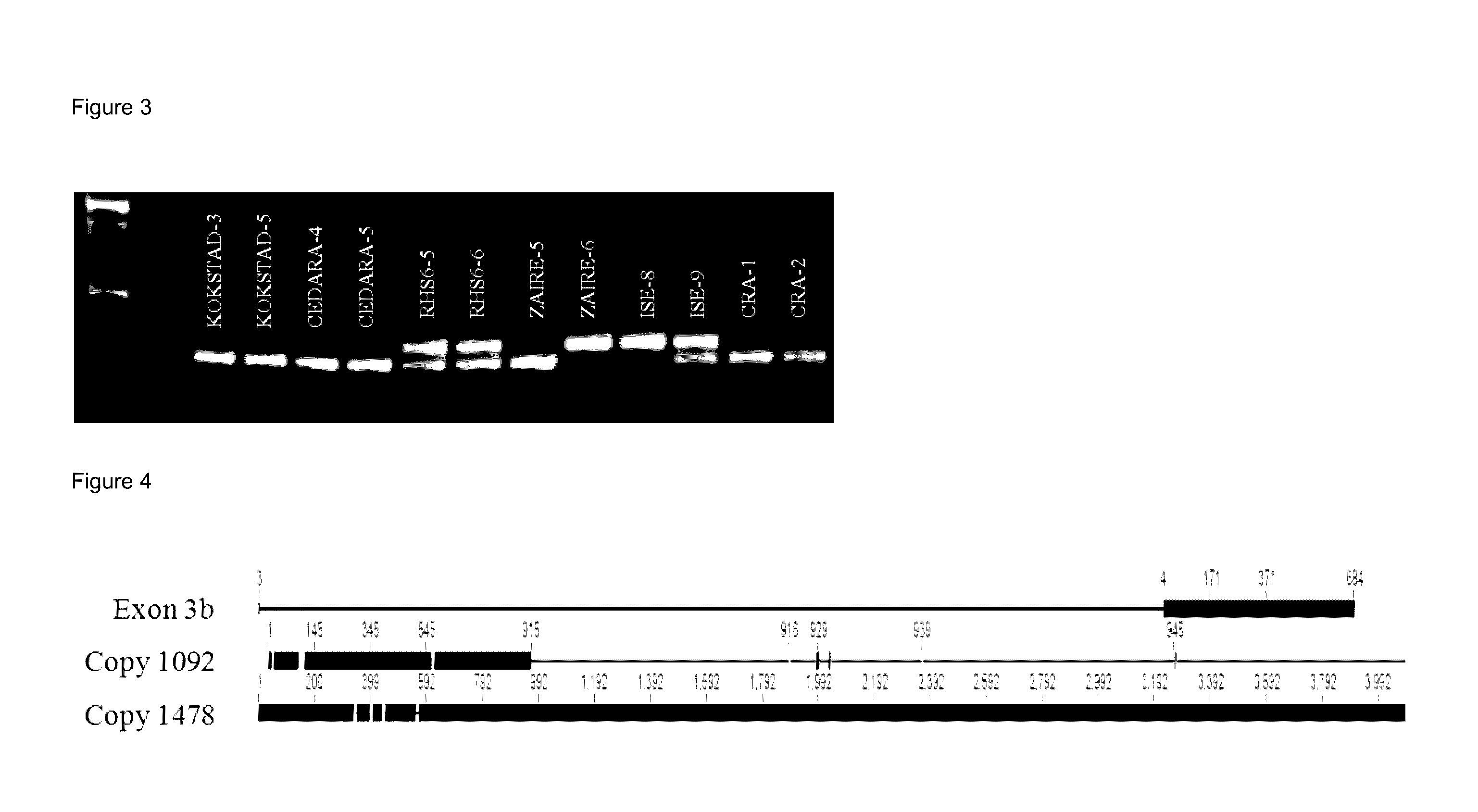 Detection and monitoring of resistance to an imidazothiazole Anti-helminthic in nematodes