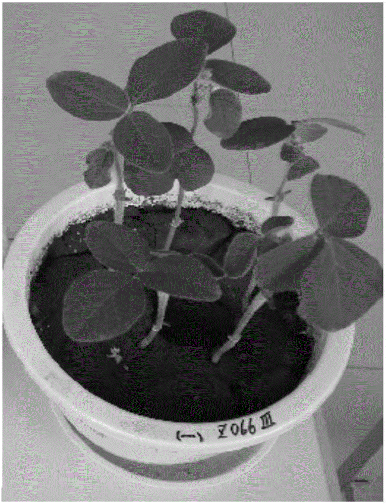 A biological seed coating agent for controlling soybean phytophthora root rot, a preparing method thereof and a using method of the seed coating agent