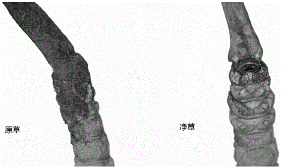 Processing method for clean cordyceps sinensis