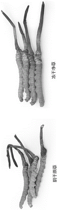 Processing method for clean cordyceps sinensis