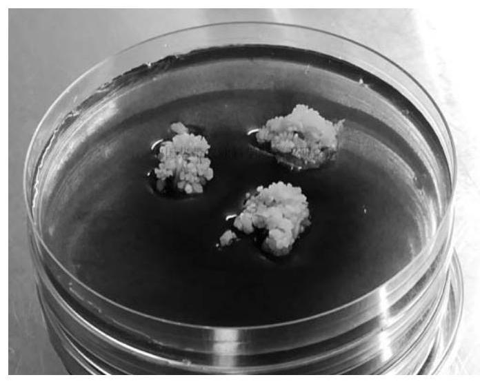 A method for direct somatic embryo induction of betel nut and its suspension culture to obtain regenerated plants