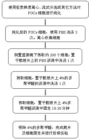 Slide climbing method of PGCs (primordial germ cells)