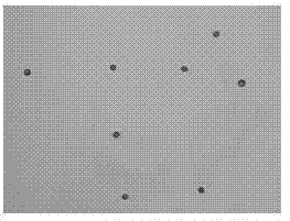 Slide climbing method of PGCs (primordial germ cells)