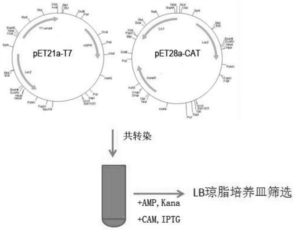 T7RNA polymerase mutant, mRNA, gene, expression vector and cell