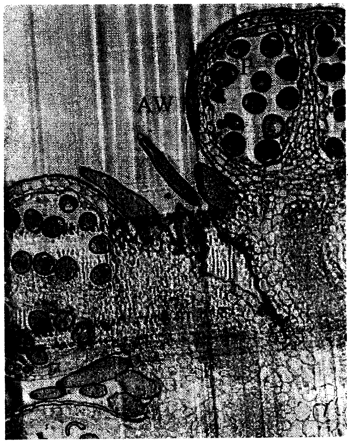 Mitochondria DNA observation through MTG-DAPI double-staining of semi-thin sections of cucumber pollen