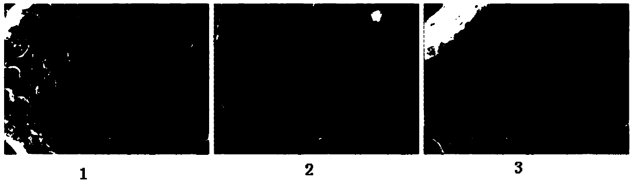 In-situ tissue solidification engineering scaffold and preparation method thereof