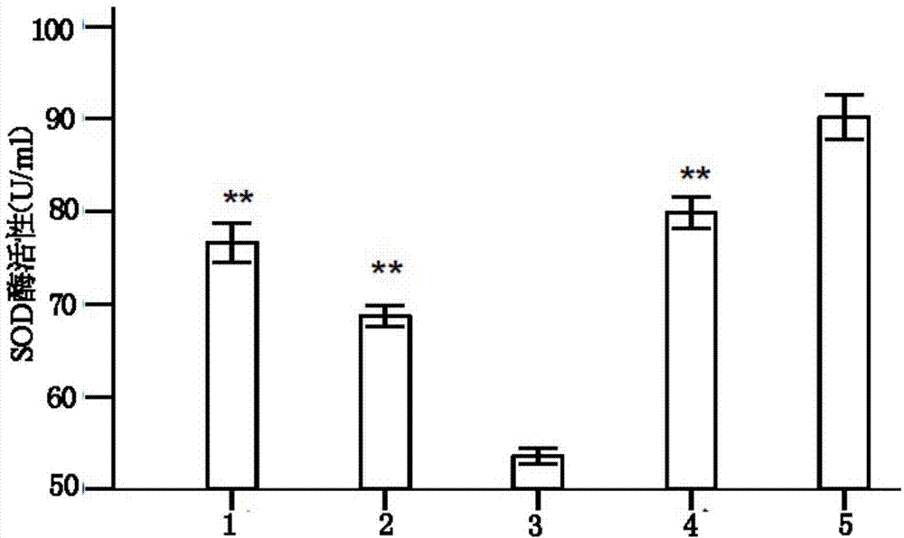 Isolated culture method of saussurea involucrata stem cells and application of saussurea involucrata stem cells in preparation of anti-senile product