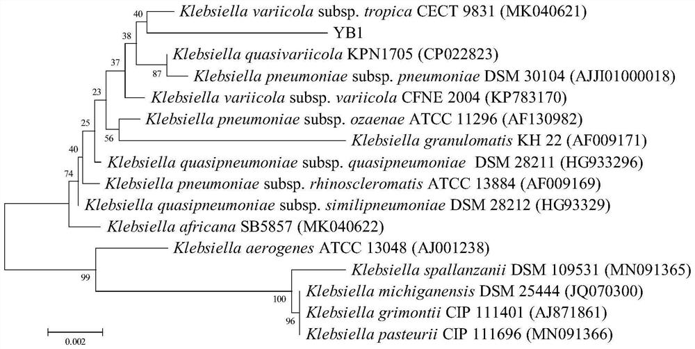 Klebsiella variicola and application thereof in removal of chloramphenicol and cadmium ions