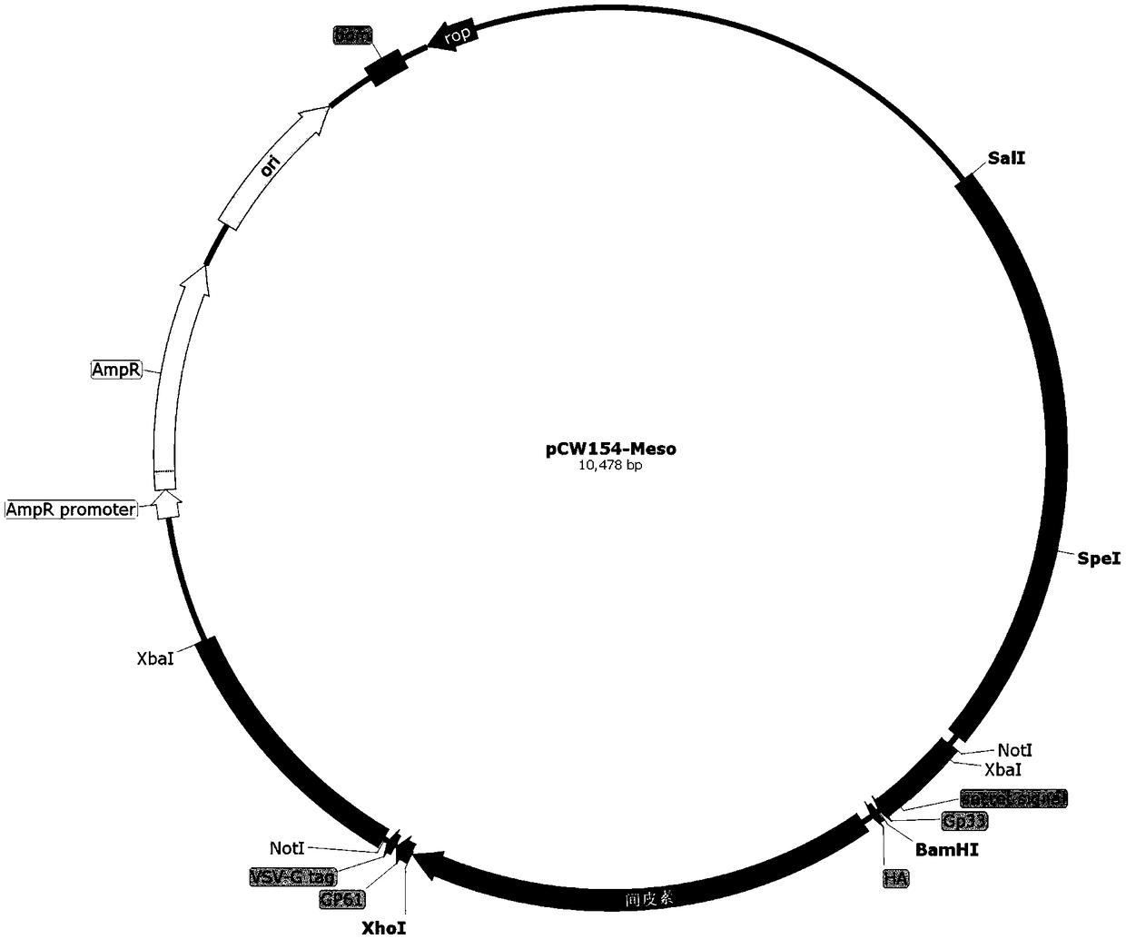 Mesothelin high-expression cancer therapeutic vaccine based on recombinant attenuated Listeria ivanovii