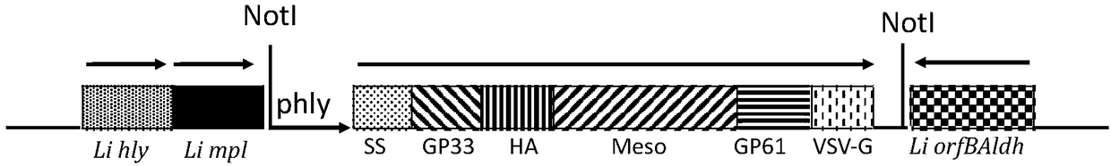 Mesothelin high-expression cancer therapeutic vaccine based on recombinant attenuated Listeria ivanovii