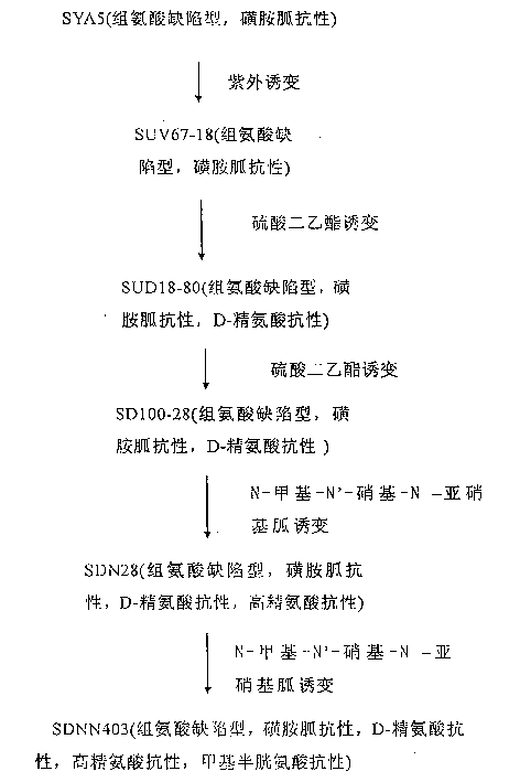 L-arginine producing strain and its mutation method and usage in producing L-arginine