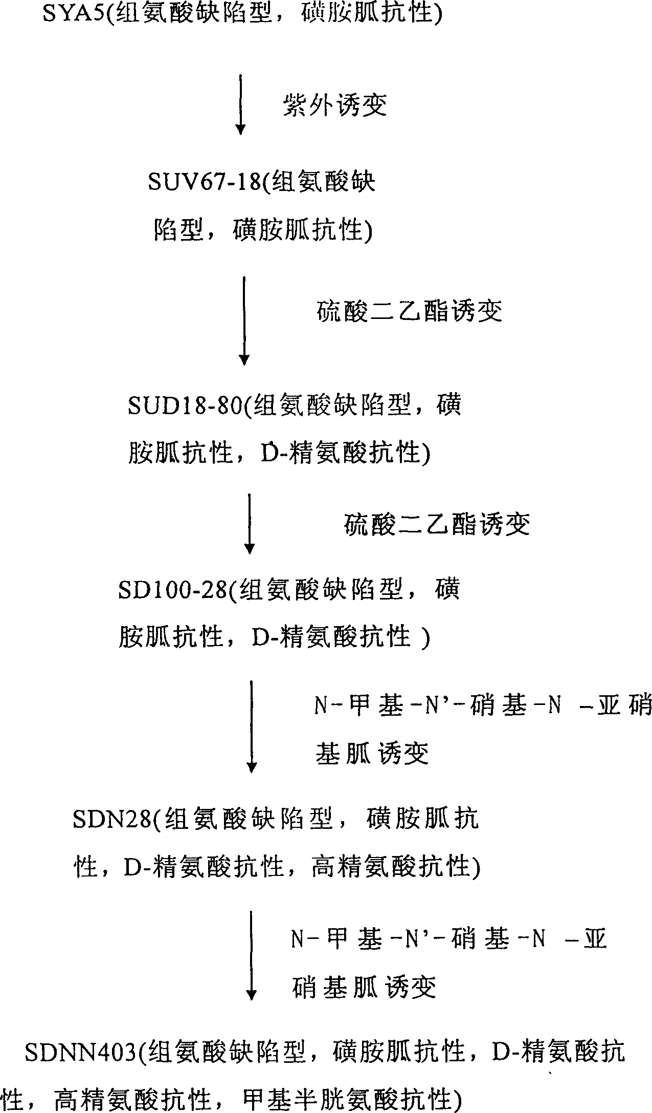 L-arginine producing strain and its mutation method and usage in producing L-arginine