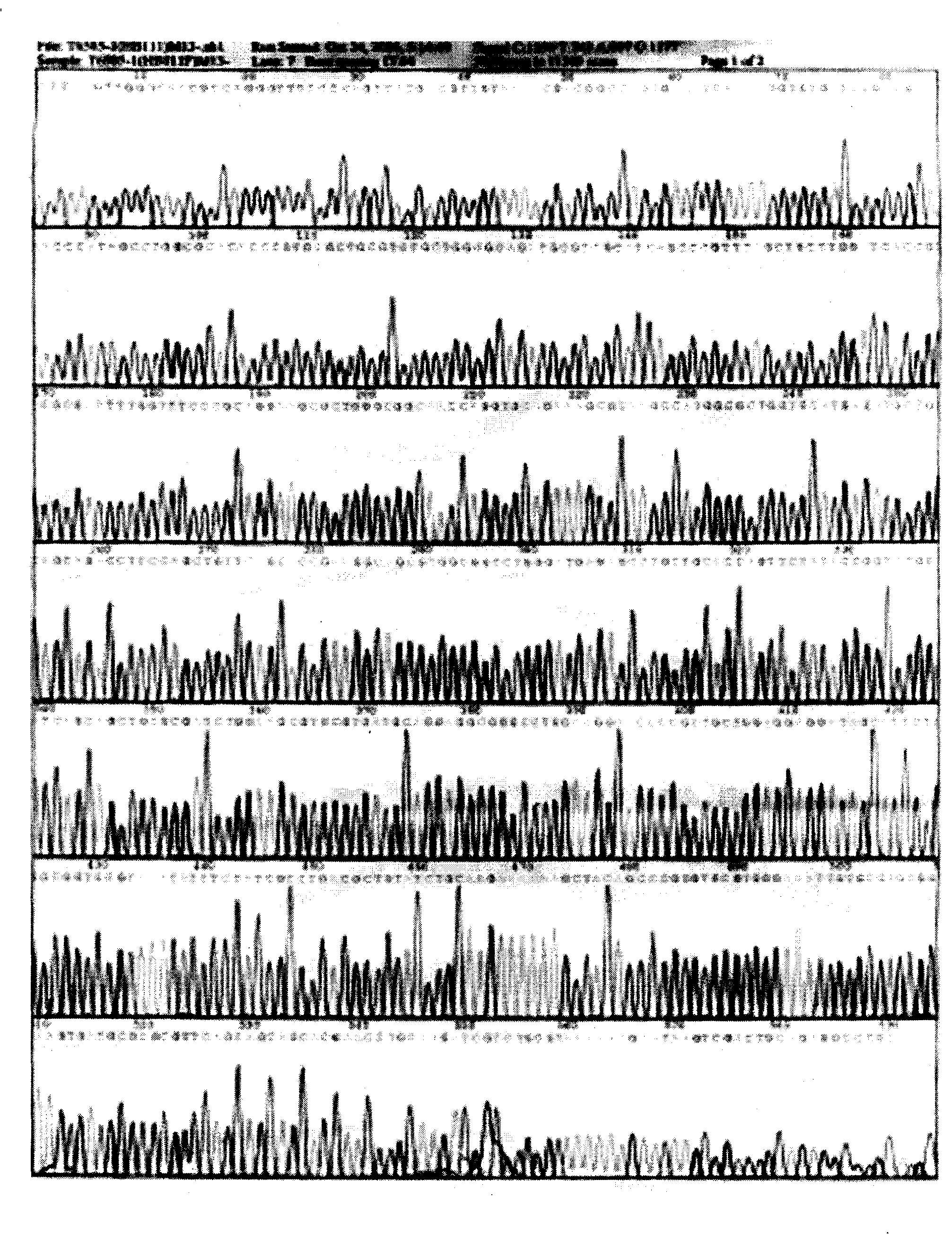 Gene synthesis of wild boar alpha-interferon, vector construction and method for producing outcome