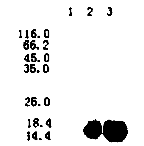 Gene synthesis of wild boar alpha-interferon, vector construction and method for producing outcome