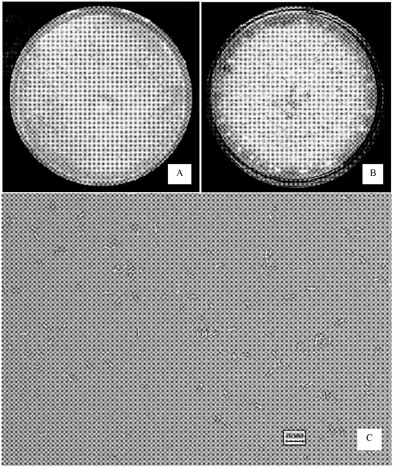 Specificity PCR (Polymerase Chain Reaction) identifying method of phomopsis amygdali