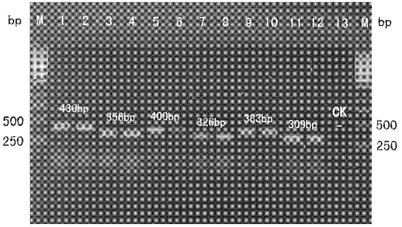 Specificity PCR (Polymerase Chain Reaction) identifying method of phomopsis amygdali