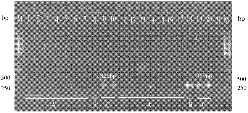 Specificity PCR (Polymerase Chain Reaction) identifying method of phomopsis amygdali