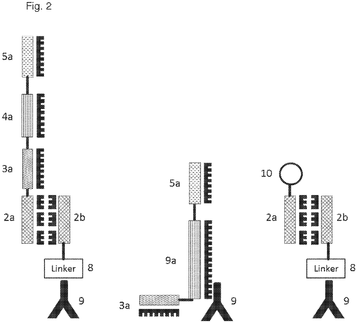 In situ cell analysis in cell culture system