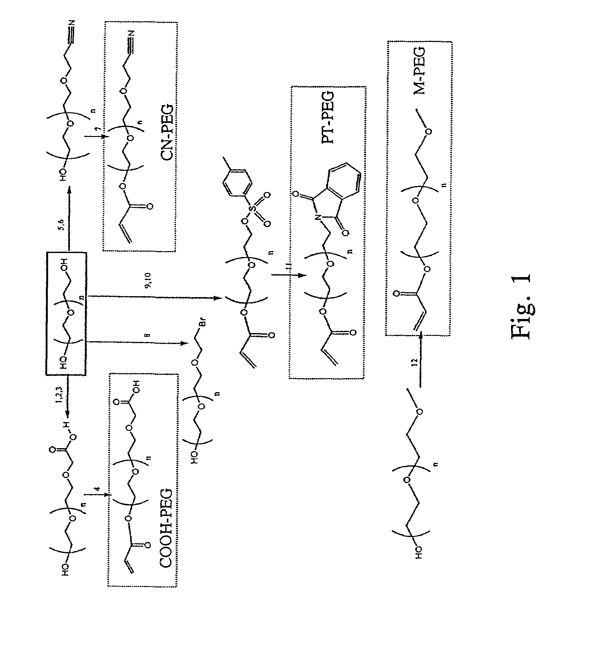 Bifunctional-modified hydrogels