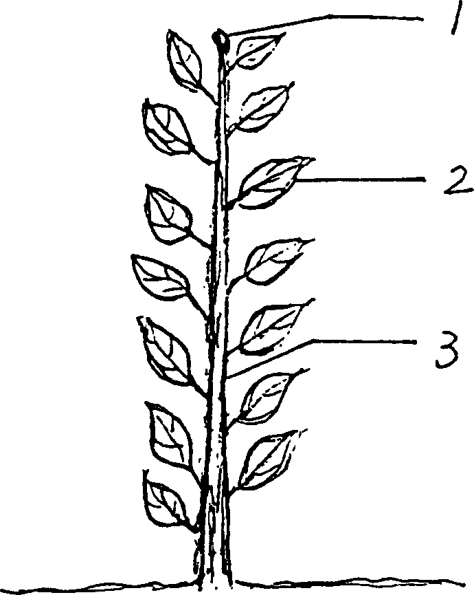 Nursery stock pruning method of ilex