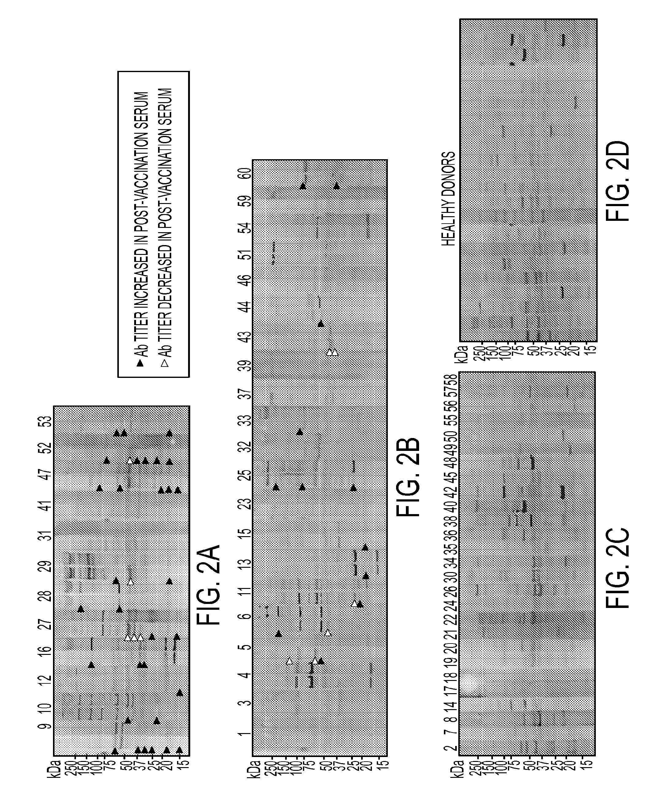 Annexin A2 as Immunological Target