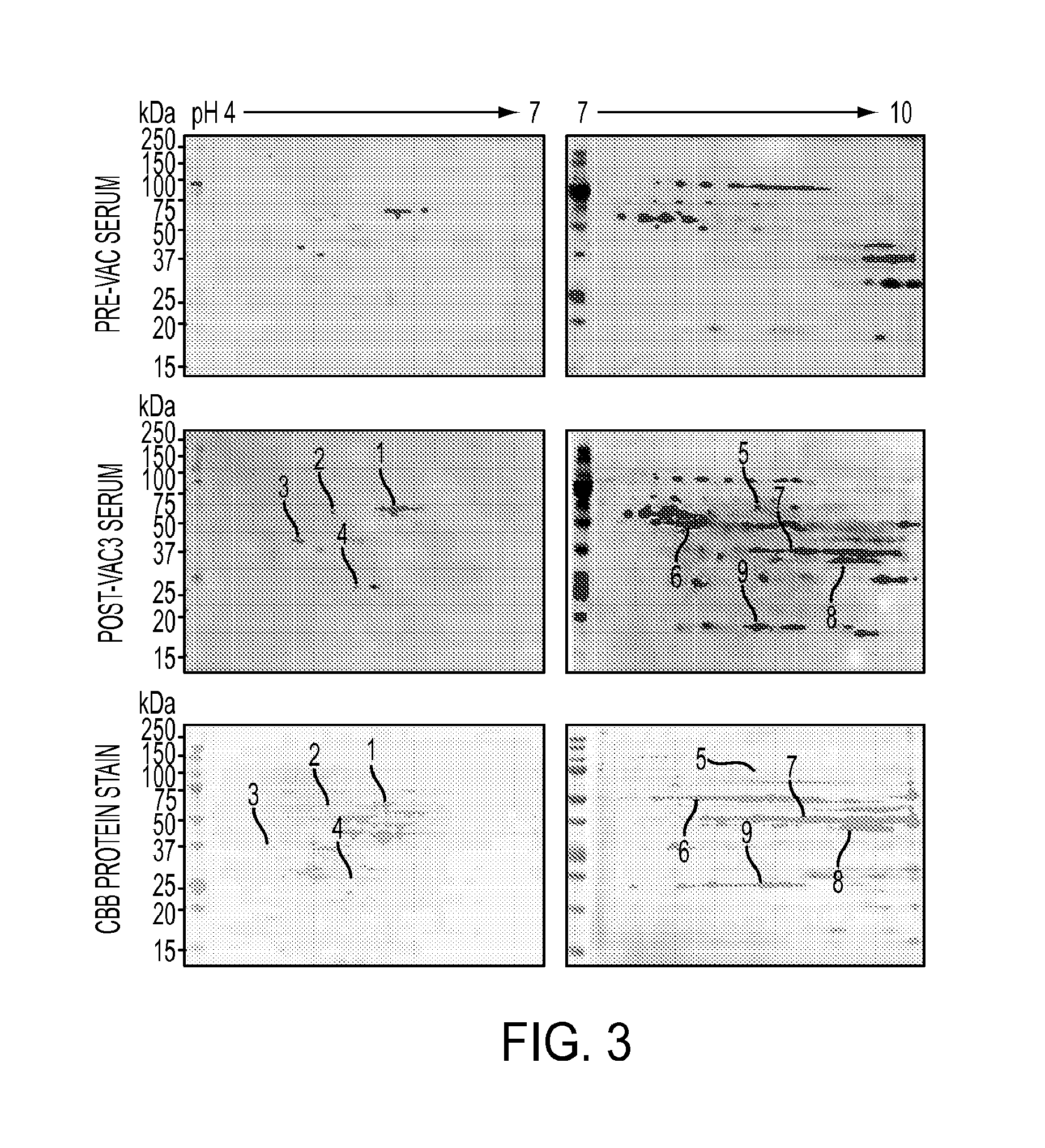 Annexin A2 as Immunological Target