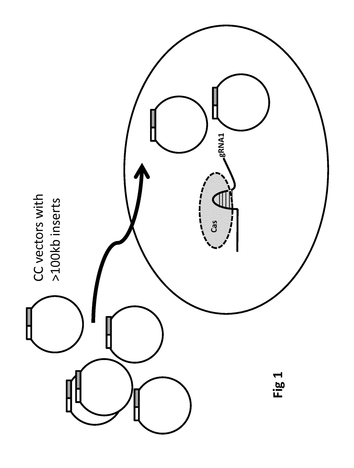 Recombinogenic nucleic acid strands in situ