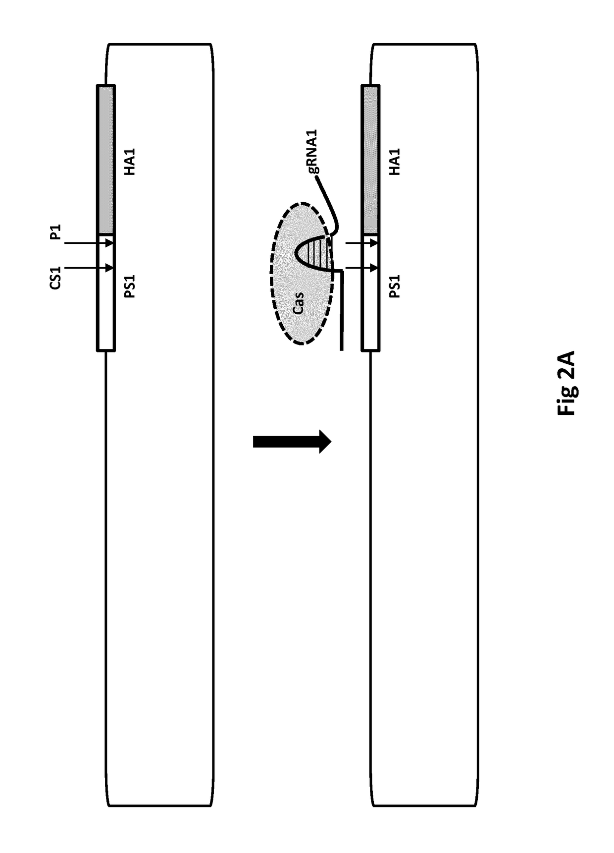 Recombinogenic nucleic acid strands in situ