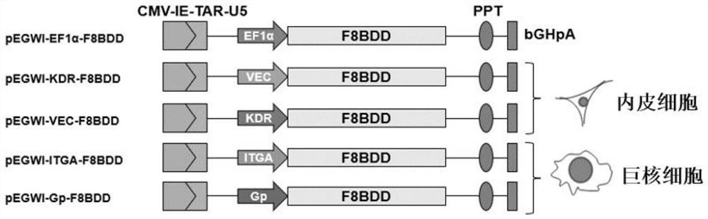 Tissue specific promoter and application thereof