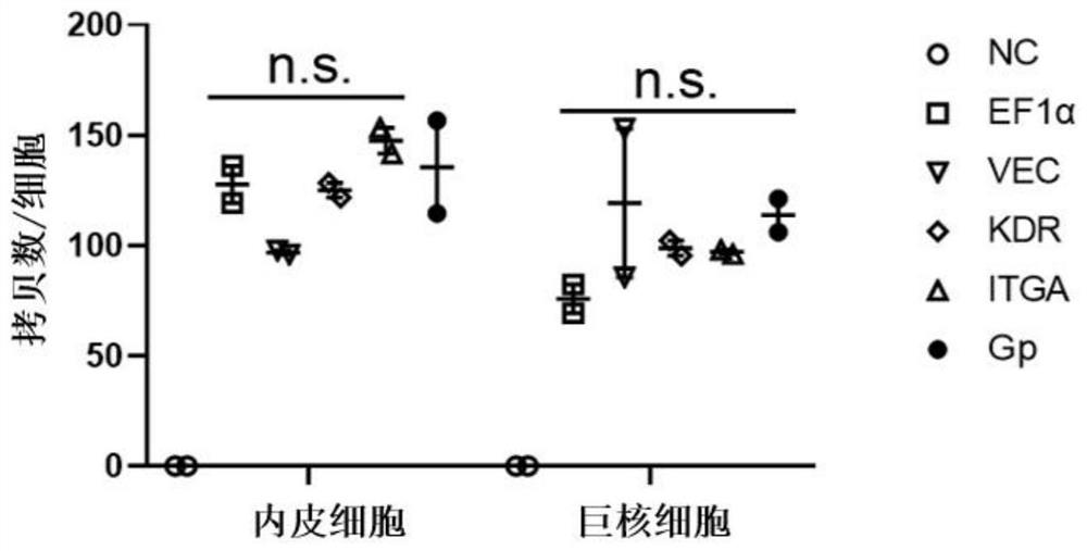 Tissue specific promoter and application thereof