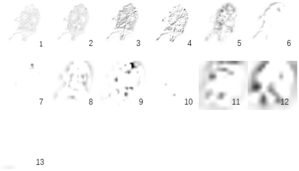 Image recognition method based on VGG16 on insect taxonomy