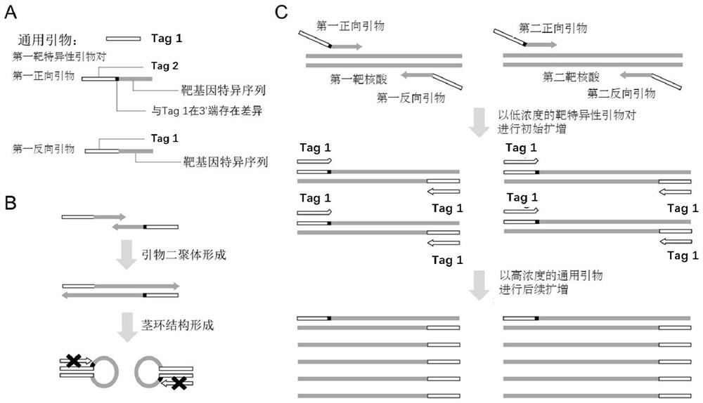 Method for asymmetrically amplifying target nucleic acid