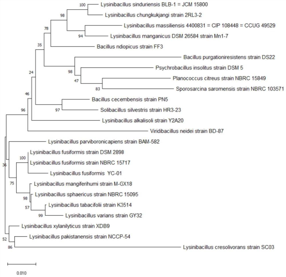 Lysinibacillus fusiformis preparation for degrading uric acid as well as preparation method and application of lysinibacillus fusiformis preparation