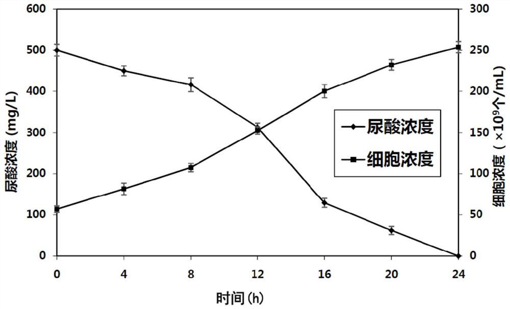 Lysinibacillus fusiformis preparation for degrading uric acid as well as preparation method and application of lysinibacillus fusiformis preparation