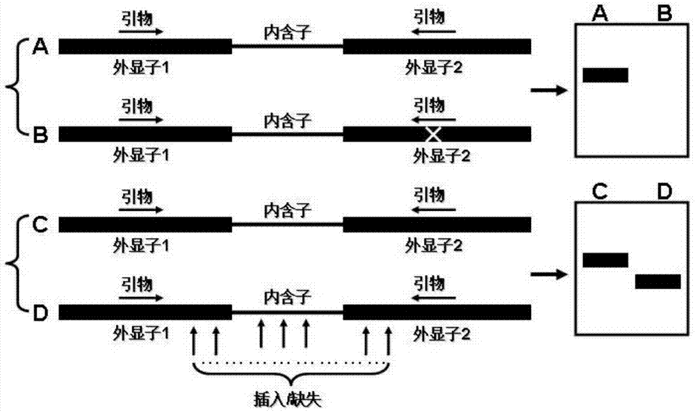 A dna molecular labeling method based on single primer amplification reaction