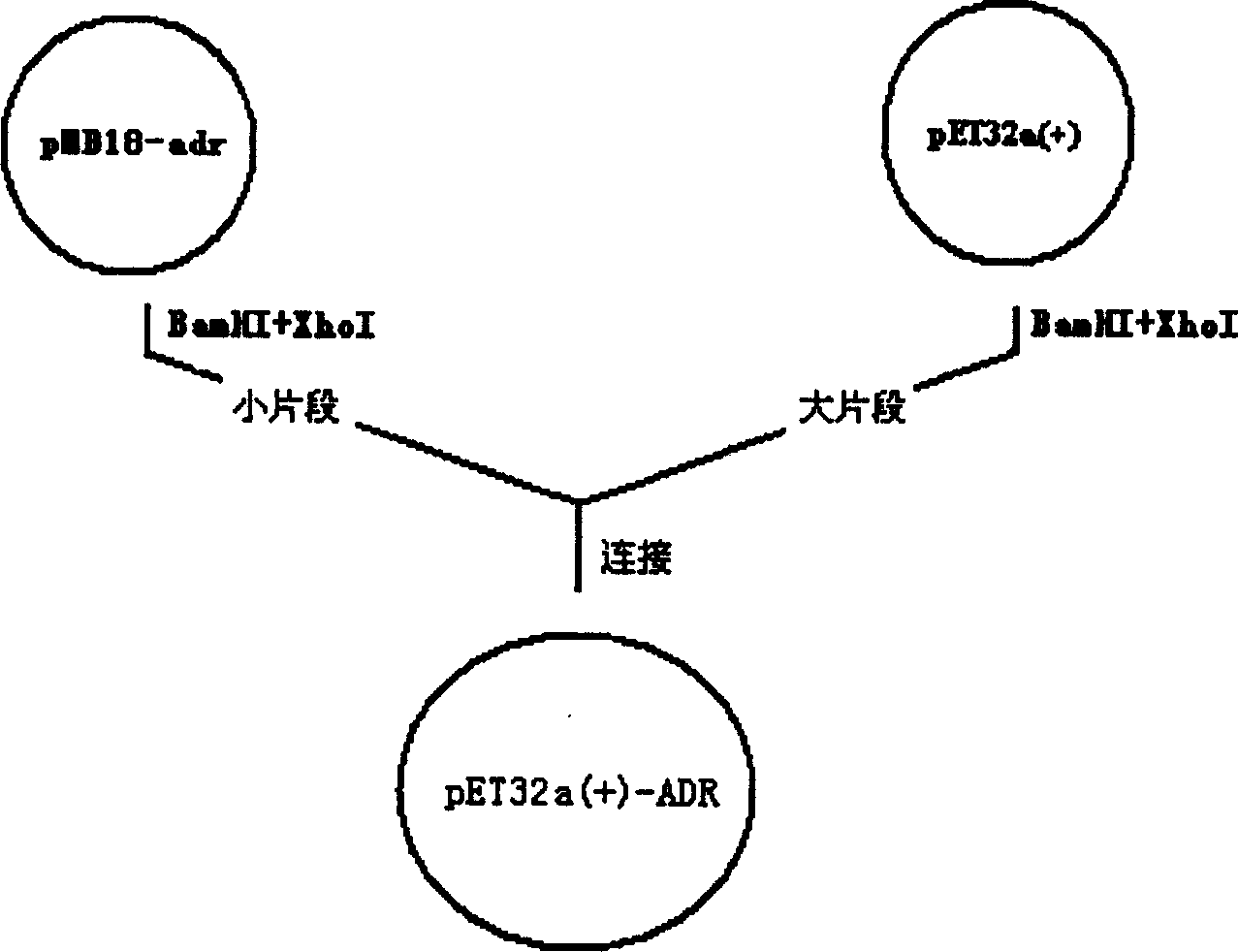 Preparation process of antibacterial peptide