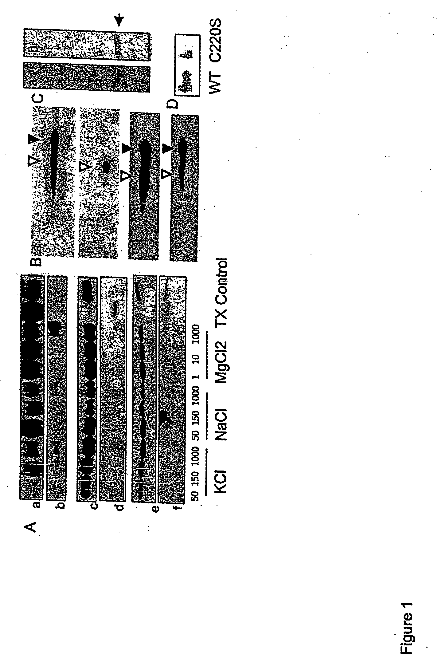 UCH-L1 expression and cancer therapy