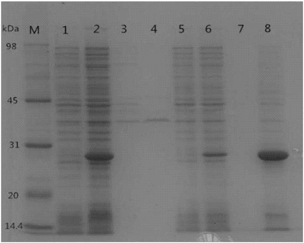 Expression and purification method of phospholipase A1 accessory protein PlaS