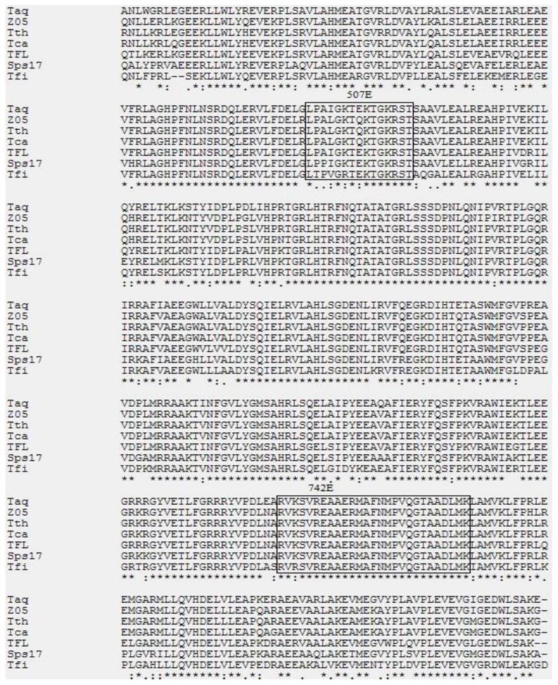 A kind of mutant type a dna polymerase and its coding gene and application