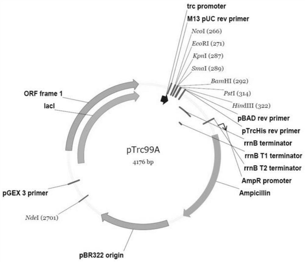 A kind of mutant type a dna polymerase and its coding gene and application