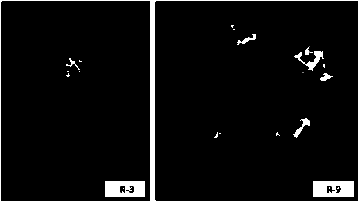 Two ralstonia-solanacearum-resistant endophytic bacillus velezensis strains and application thereof