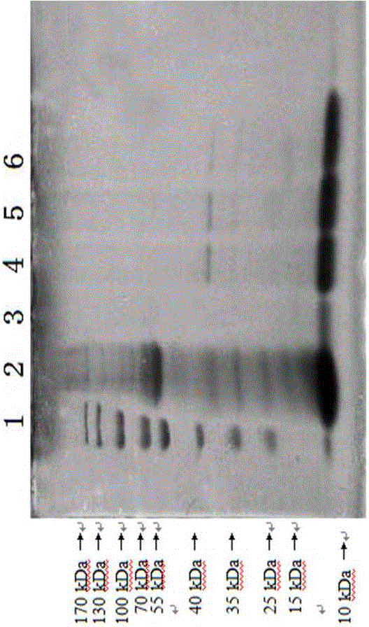 Application of lactobacillus plantarum subspecies and lactobacillus casei 1 in horseradish tree leaf fermentation