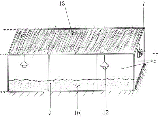 High-yield grasshopper culture method